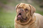 Dogue de Bordeaux Portrait