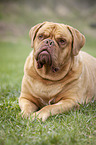 lying Dogue de Bordeaux