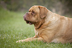 lying Dogue de Bordeaux