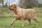 Dogue de Bordeaux