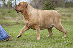 Dogue de Bordeaux