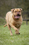 running Dogue de Bordeaux