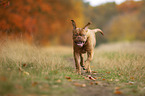 running  Bordeauxdog