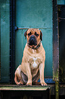 sitting Dogue de Bordeaux