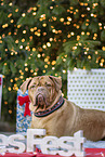 Dogue de Bordeaux