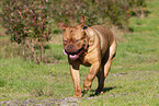 Dogue de Bordeaux in summer