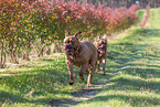 2 Dogue de Bordeaux