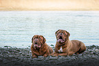 Dogue de Bordeaux