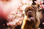 Dogue Bordeaux