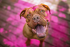 Dogue Bordeaux