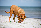 Dogue Bordeaux