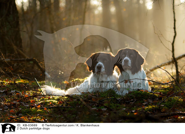 2 Dutch partridge dogs / KB-03689