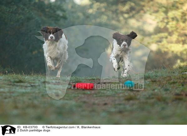 2 Dutch partridge dogs / KB-03700