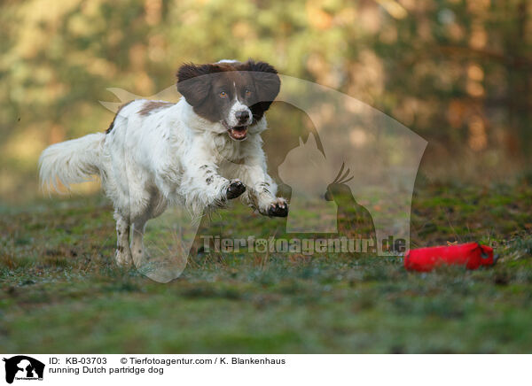 rennender Drentsche Patrijshund / running Dutch partridge dog / KB-03703