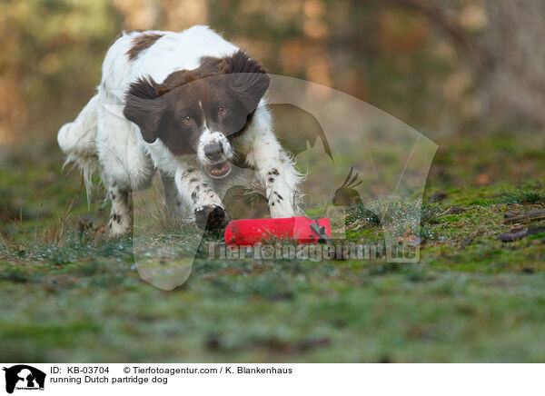 running Dutch partridge dog / KB-03704