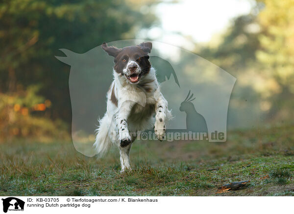 running Dutch partridge dog / KB-03705