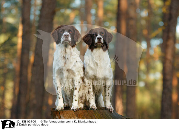 2 Dutch partridge dogs / KB-03706