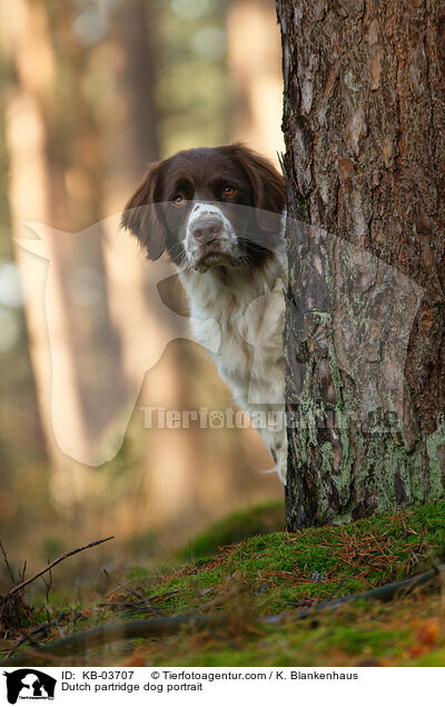 Dutch partridge dog portrait / KB-03707