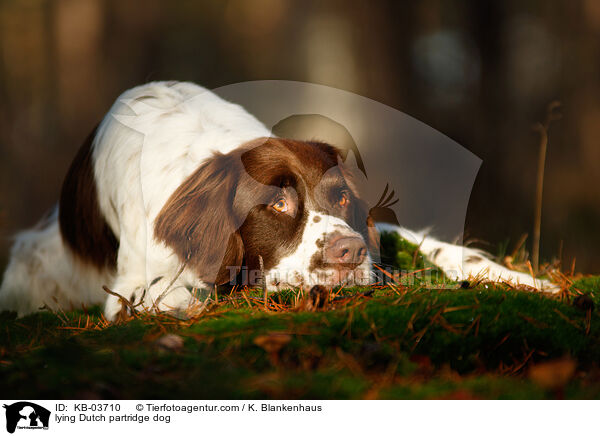 lying Dutch partridge dog / KB-03710