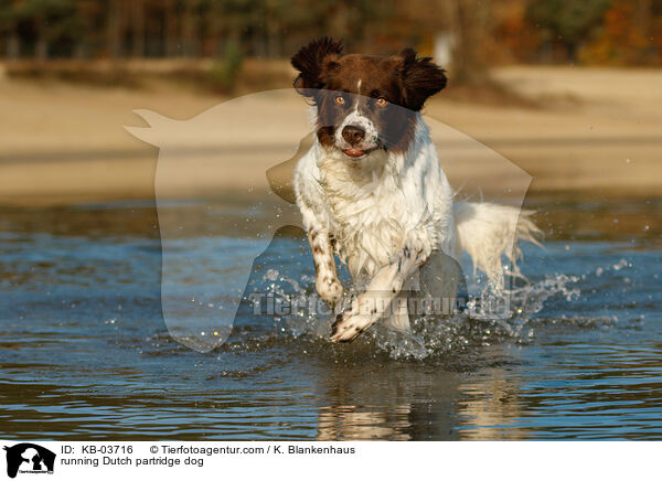 running Dutch partridge dog / KB-03716