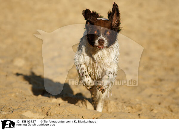 running Dutch partridge dog / KB-03727