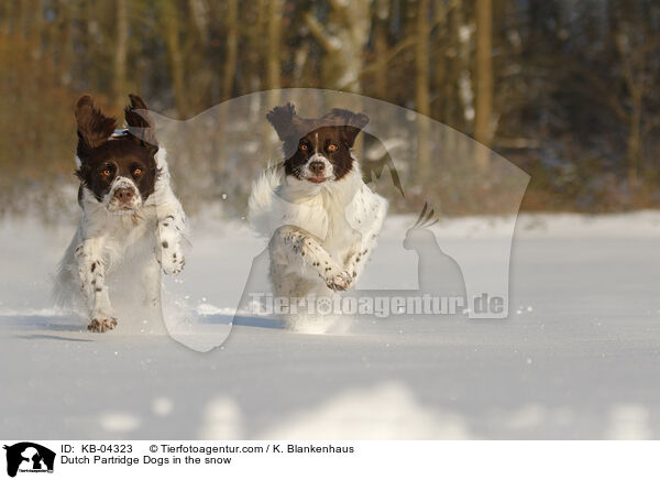 Drentsche Patrijshunde im Schnee / Dutch Partridge Dogs in the snow / KB-04323
