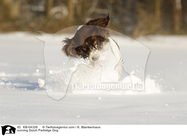rennender Drentsche Patrijshund / running Dutch Partridge Dog / KB-04326