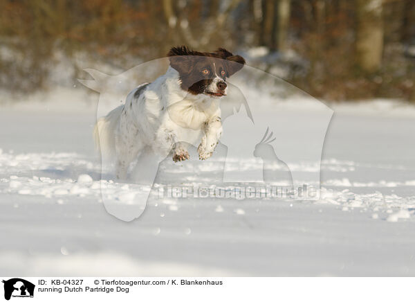 rennender Drentsche Patrijshund / running Dutch Partridge Dog / KB-04327