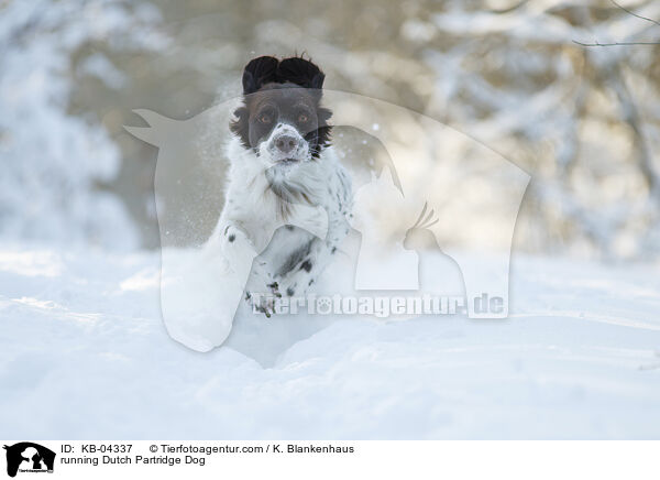 rennender Drentsche Patrijshund / running Dutch Partridge Dog / KB-04337