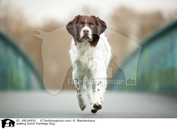 laufender Drentsche Patrijshund / walking Dutch Partridge Dog / KB-04930