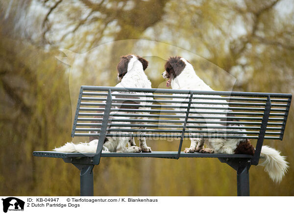2 Drentsche Patrijshunde / 2 Dutch Partridge Dogs / KB-04947