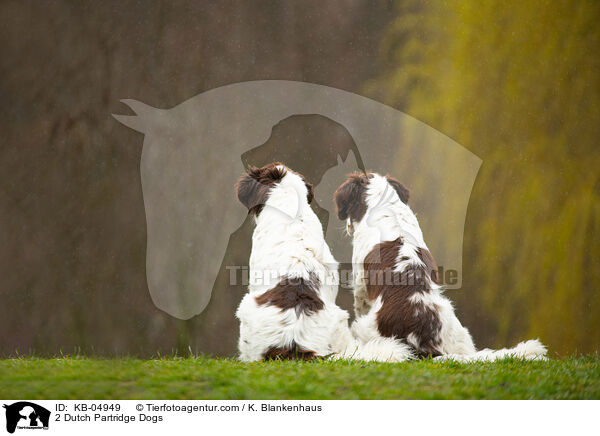 2 Dutch Partridge Dogs / KB-04949