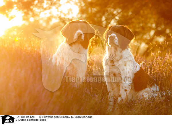 2 Dutch partridge dogs / KB-05128