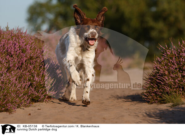 running Dutch partridge dog / KB-05138
