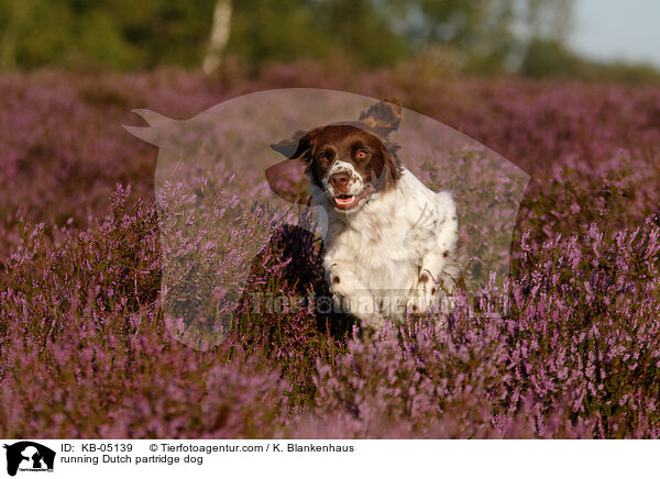 running Dutch partridge dog / KB-05139