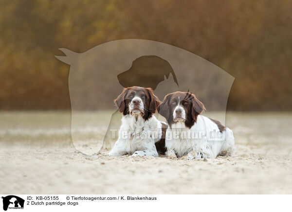 2 Dutch partridge dogs / KB-05155