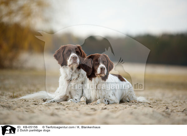 2 Dutch partridge dogs / KB-05156