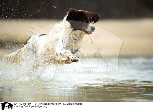 running Dutch partridge dog / KB-05159