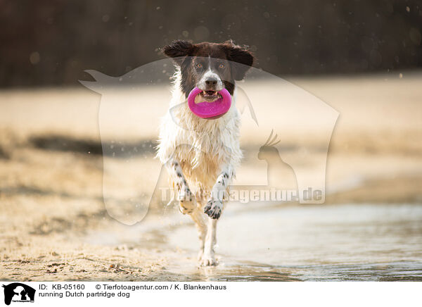 rennender Drentsche Patrijshund / running Dutch partridge dog / KB-05160
