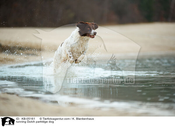 running Dutch partridge dog / KB-05161