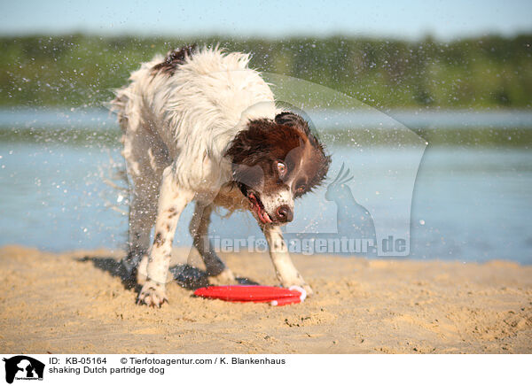Drentsche Patrijshund schttelt sich / shaking Dutch partridge dog / KB-05164