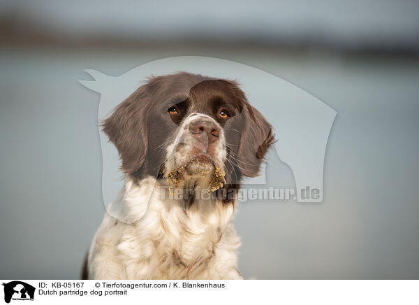 Dutch partridge dog portrait / KB-05167