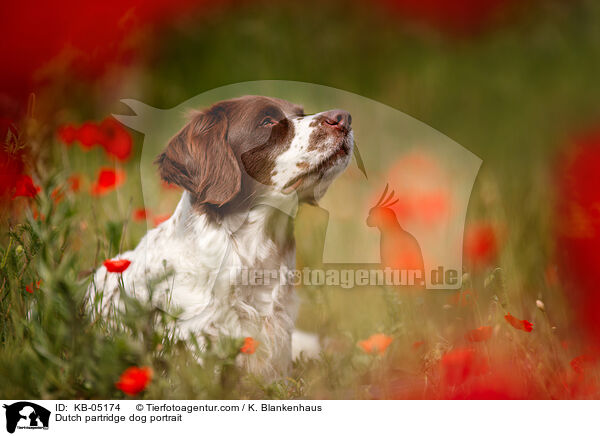 Dutch partridge dog portrait / KB-05174