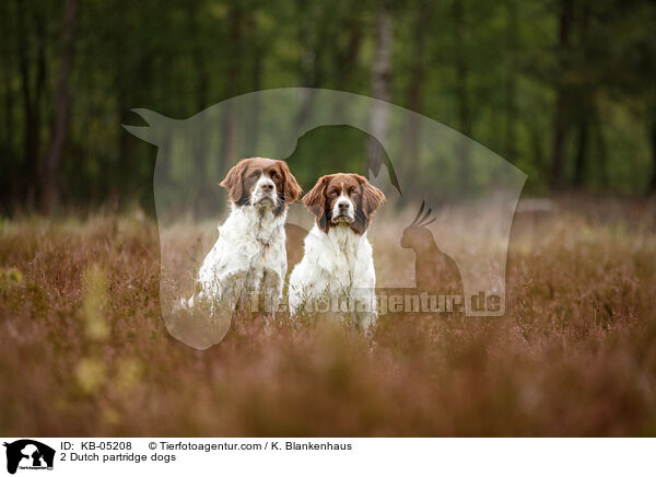 2 Dutch partridge dogs / KB-05208