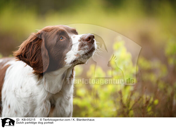 Dutch partridge dog portrait / KB-05215