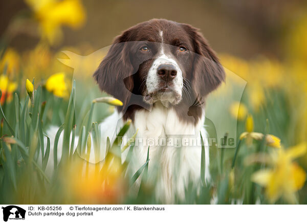 Drentsche Patrijshund Portrait / Dutch partridge dog portrait / KB-05256