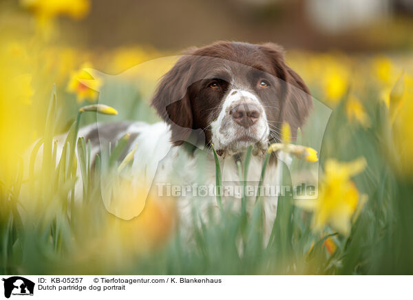 Drentsche Patrijshund Portrait / Dutch partridge dog portrait / KB-05257