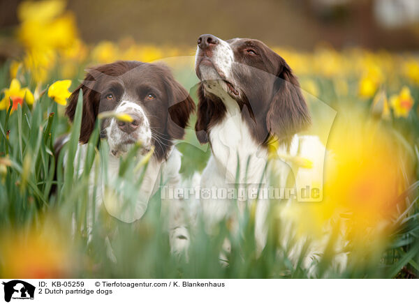 2 Drentsche Patrijshunde / 2 Dutch partridge dogs / KB-05259