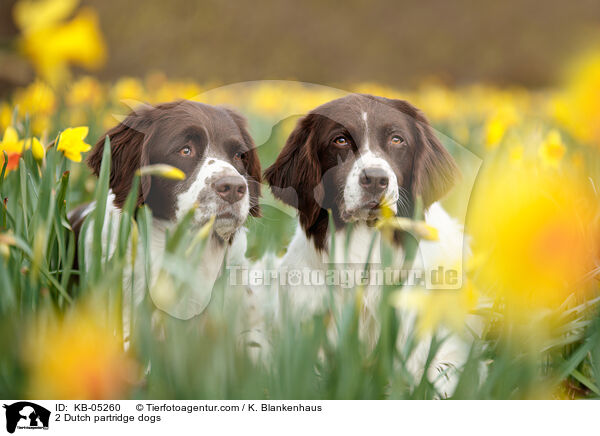 2 Drentsche Patrijshunde / 2 Dutch partridge dogs / KB-05260
