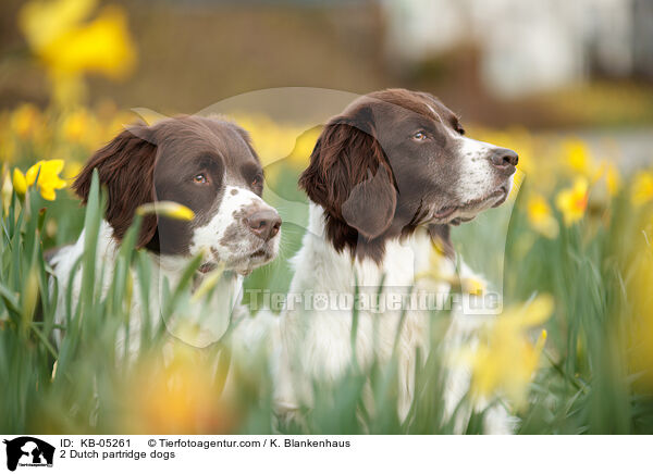 2 Drentsche Patrijshunde / 2 Dutch partridge dogs / KB-05261
